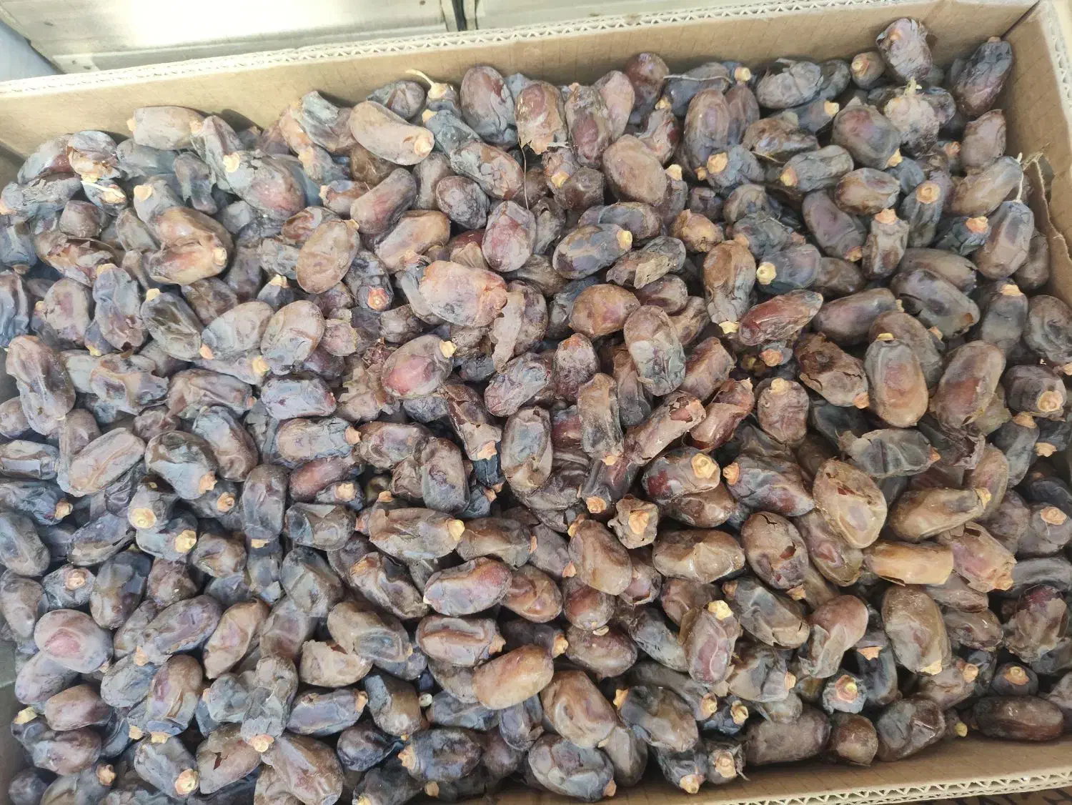 خرمای شکر تمیز پرگوشت  قیمت 70تومان|خوردنی و آشامیدنی|اهواز, کارون|دیوار