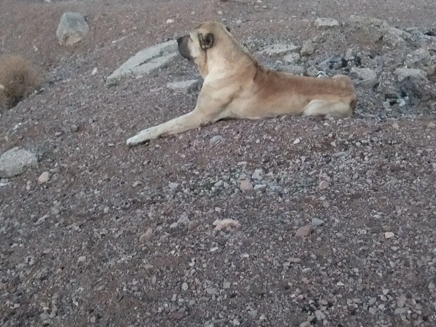 سگ گله|سگ|بیرجند, |دیوار