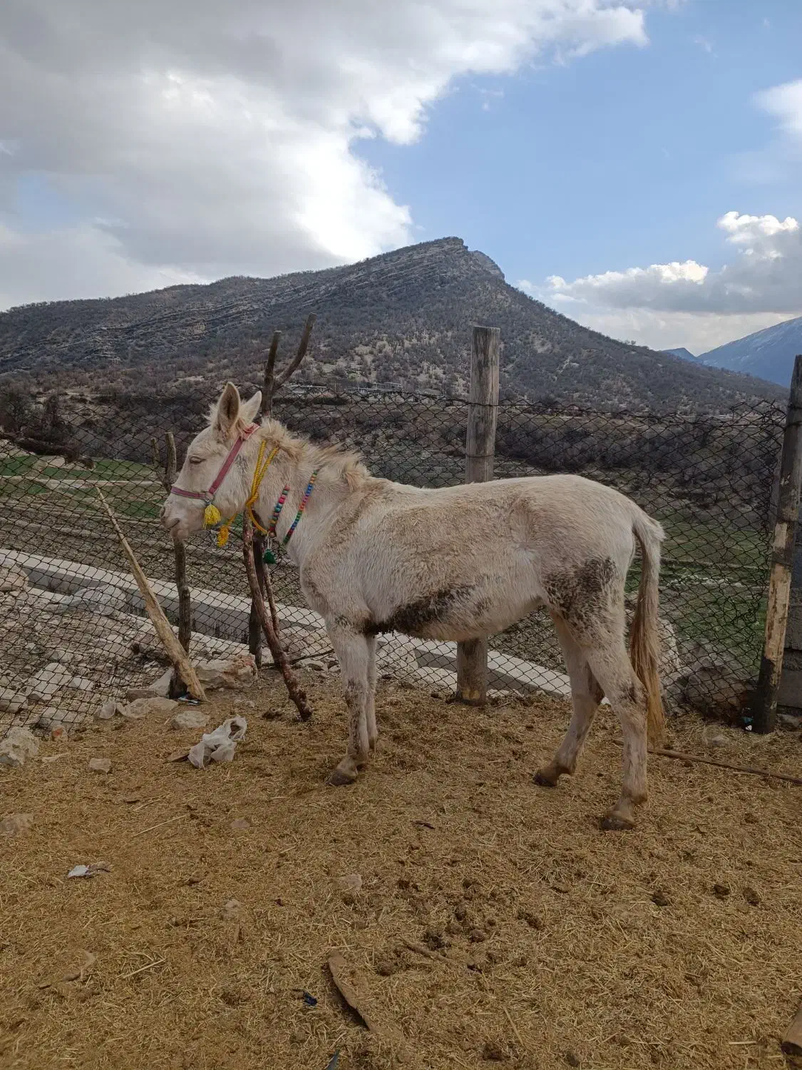 قاطر گم شده|حیوانات|یاسوج, |دیوار