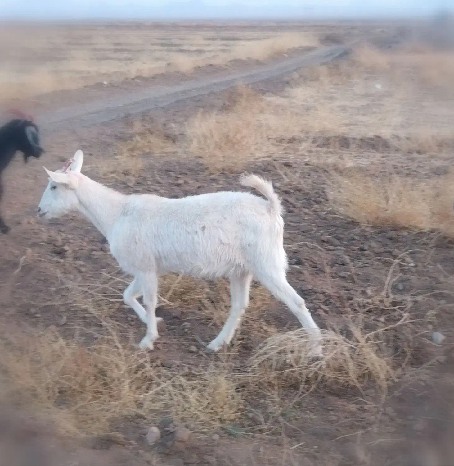 یک عدد کولار سانن|حیوانات مزرعه|گناباد, |دیوار