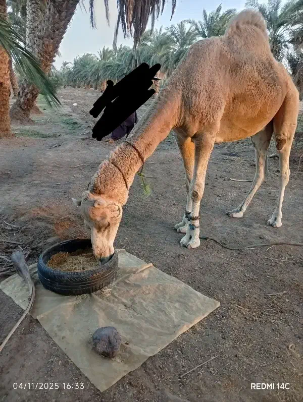 لوک فروشی، مخصوص برای بگ|حیوانات مزرعه|دلگان, |دیوار