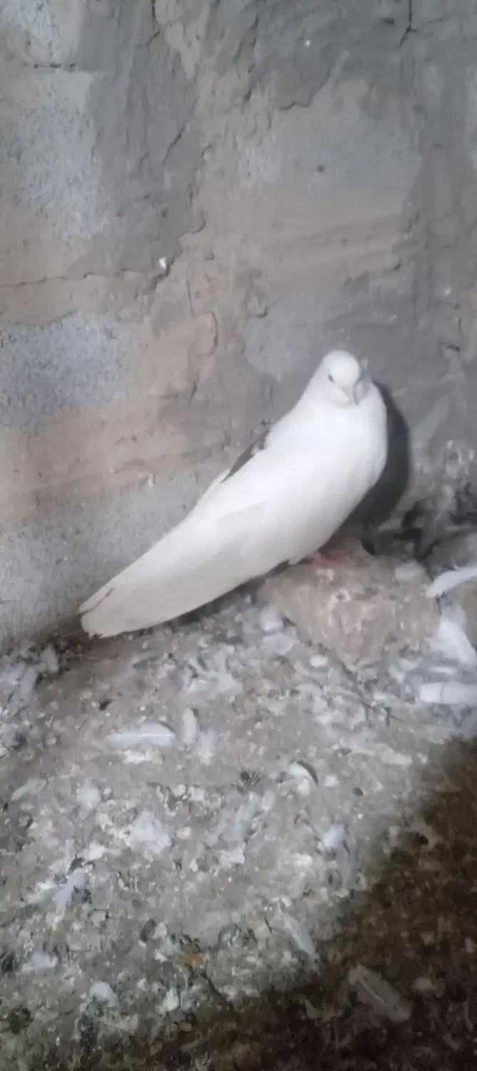 پشت خال سرخ نر|پرنده|گنبد کاووس, |دیوار