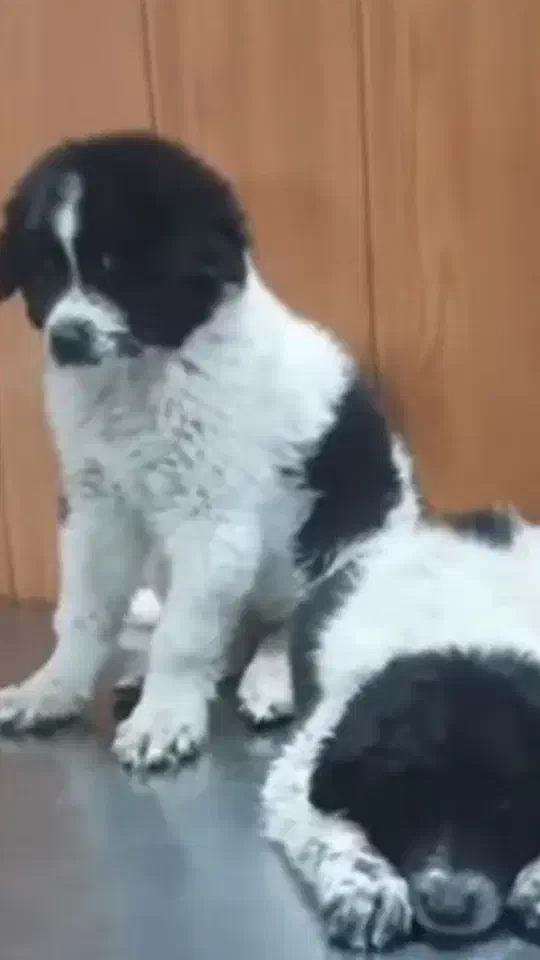 سگ نگهبان|سگ|ساوه, |دیوار