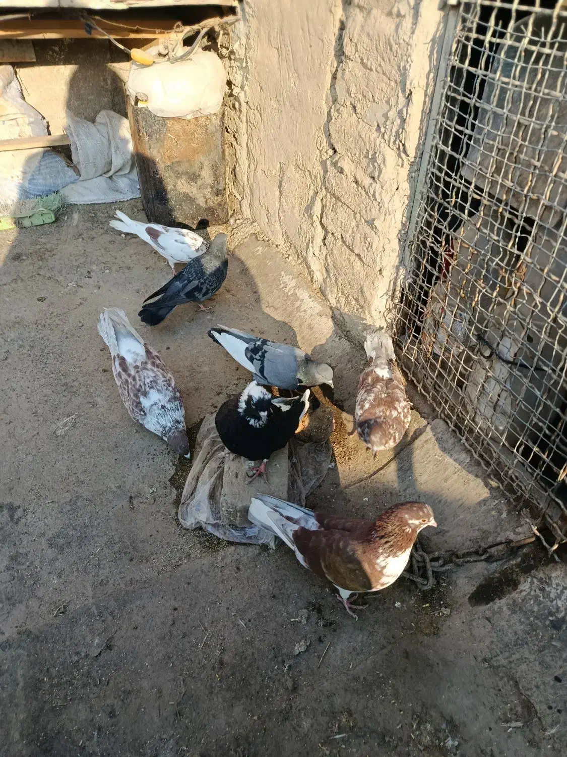 کفتر|پرنده|محمدشهر, سیدآباد|دیوار