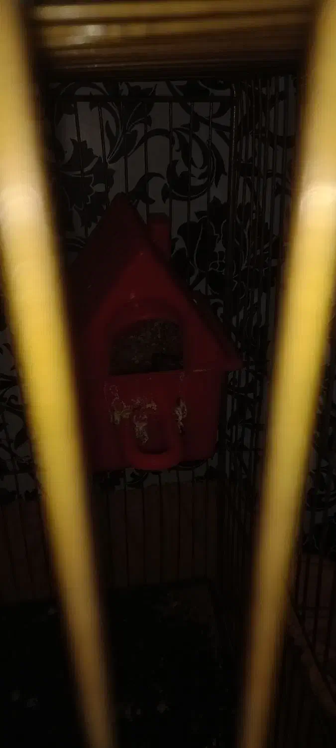 فنچ نرگسی شکلاتی با تخم و فنچ معمولی|پرنده|وحیدیه, |دیوار