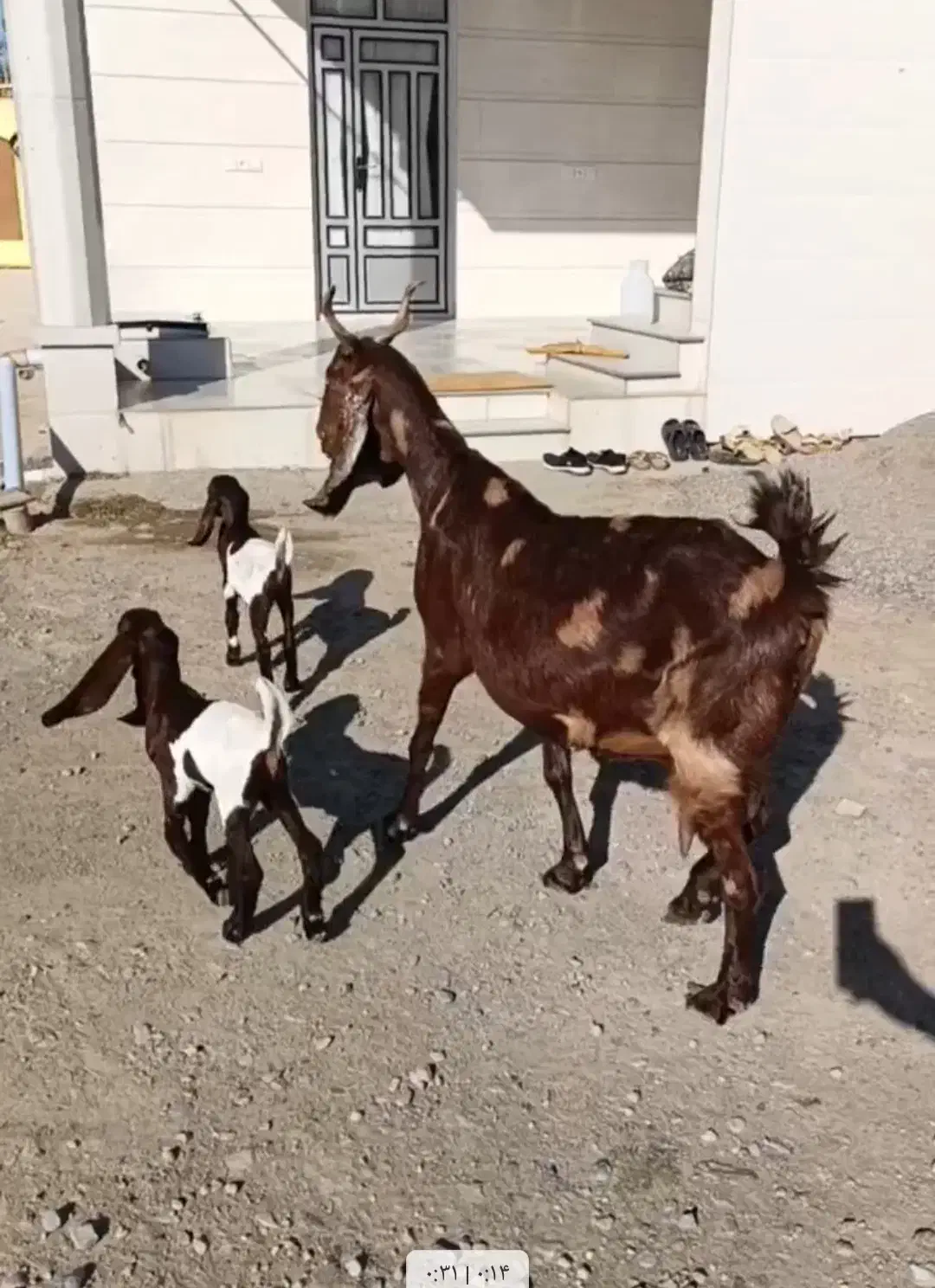 بز و بزغاله|حیوانات مزرعه|سیمین شهر, |دیوار