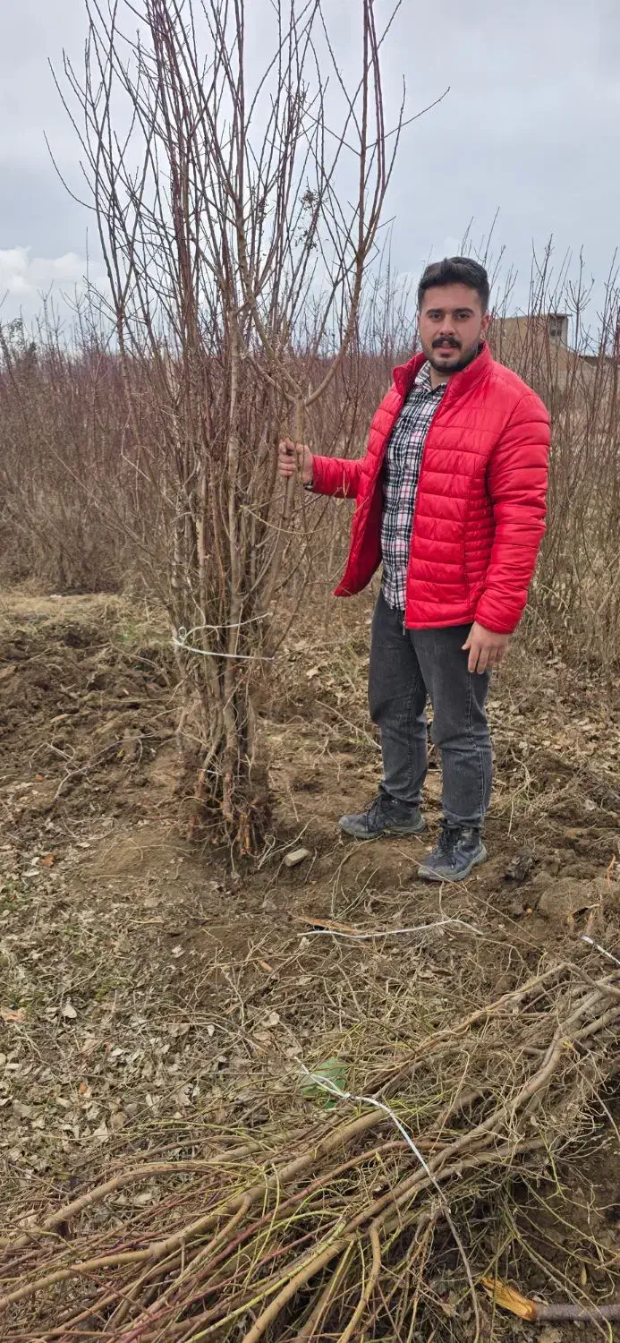 ـ نهـال بادام اصیل|خدمات باغبانی و درختکاری|لردگان, |دیوار