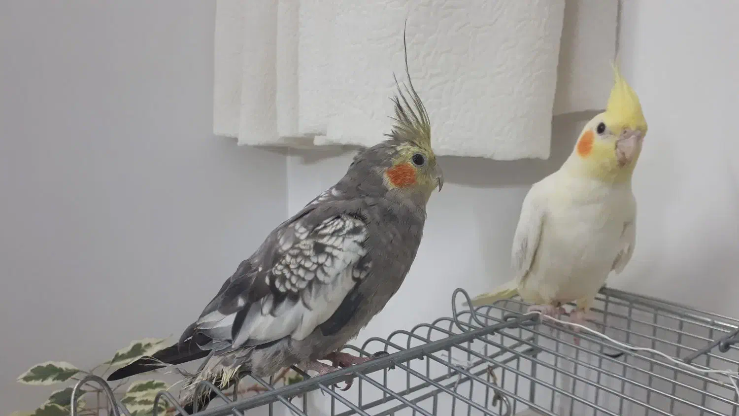 عروس هلندی جوان و دستی|پرنده|قم, پردیسان|دیوار