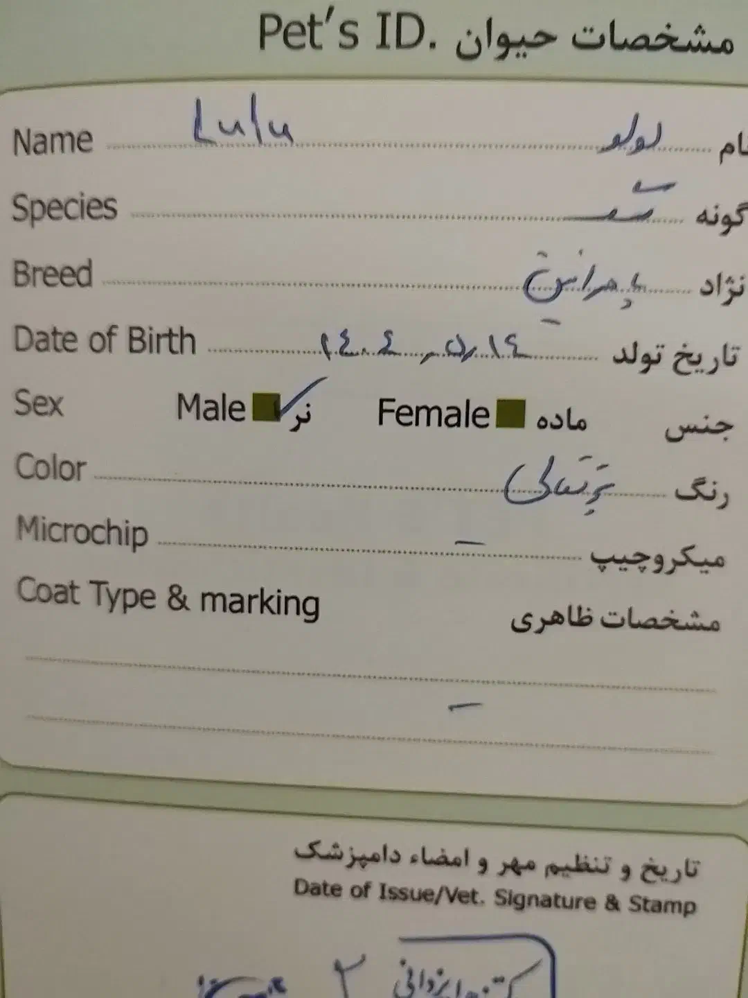 توله پامرانین|سگ|اسفراین, |دیوار