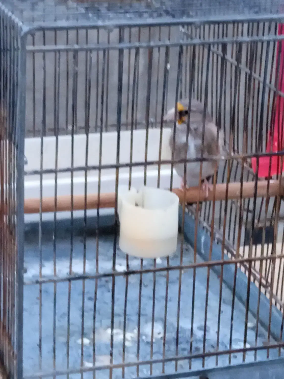 سره دورگ|پرنده|رباط‌کریم, رباط‌کریم|دیوار