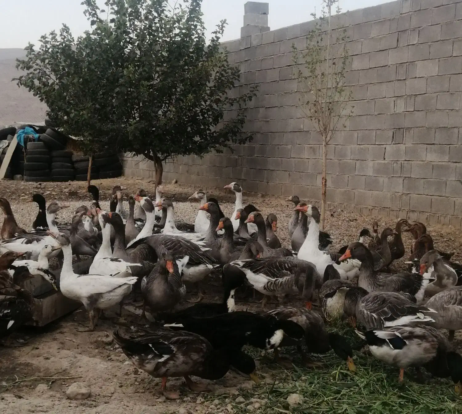 فروش غاز بوقلمون،اردک،تخم نطفه دار اردک و مرغ محلی|حیوانات مزرعه|شیراز, کفترک|دیوار