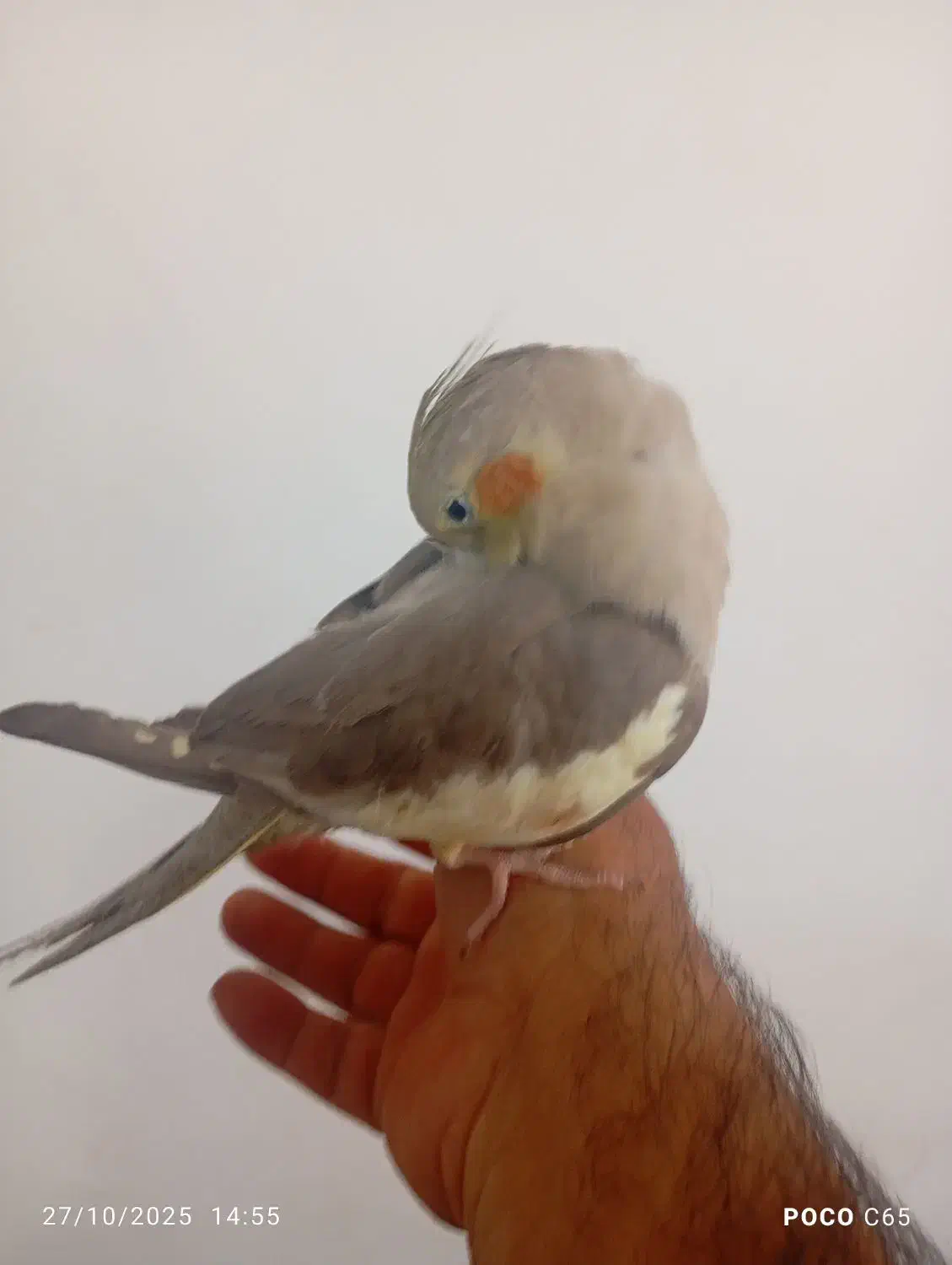 فروش عروس هلندی|پرنده|داراب, |دیوار