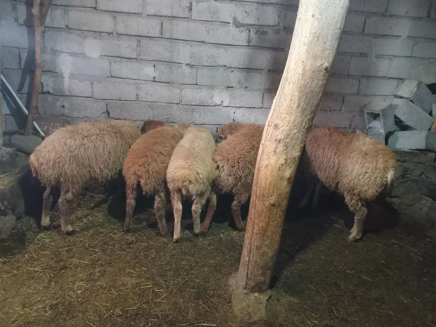 بره نر|حیوانات مزرعه|مشگین شهر, |دیوار