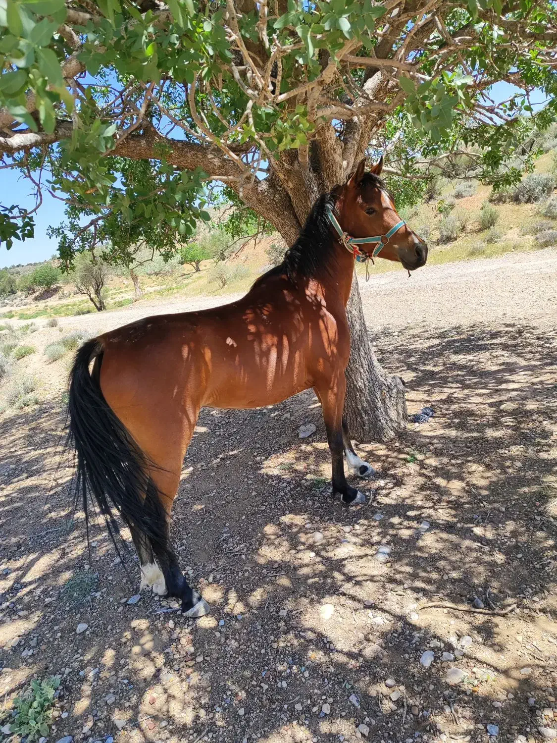 اسب مادیان|اسب و تجهیزات اسب‌سواری|فسا, |دیوار