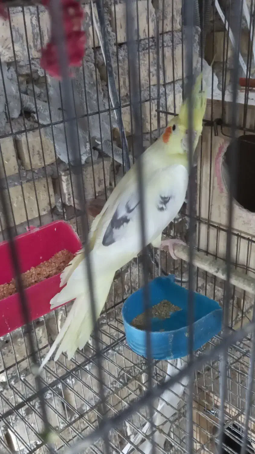 عروس هلندی دوکت|پرنده|عسلویه, |دیوار