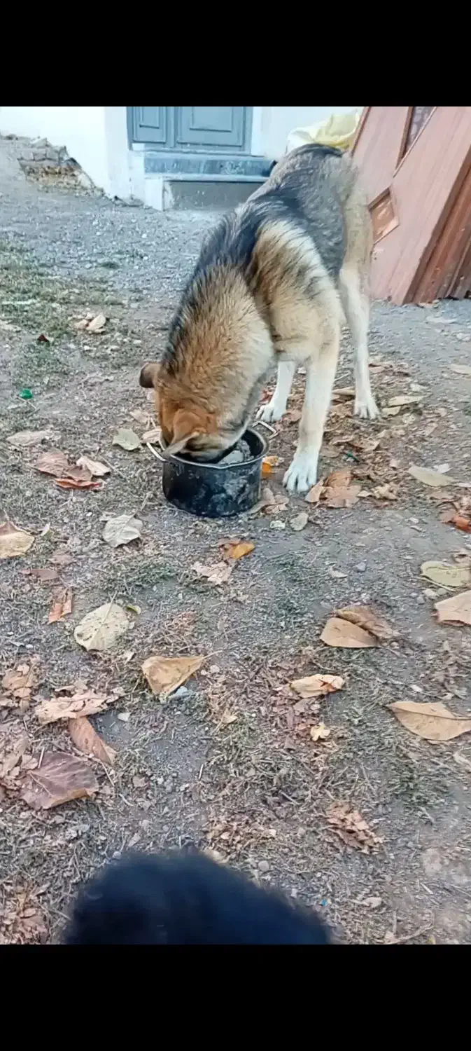 توله سگ رایگان|سگ|فیرورق, |دیوار