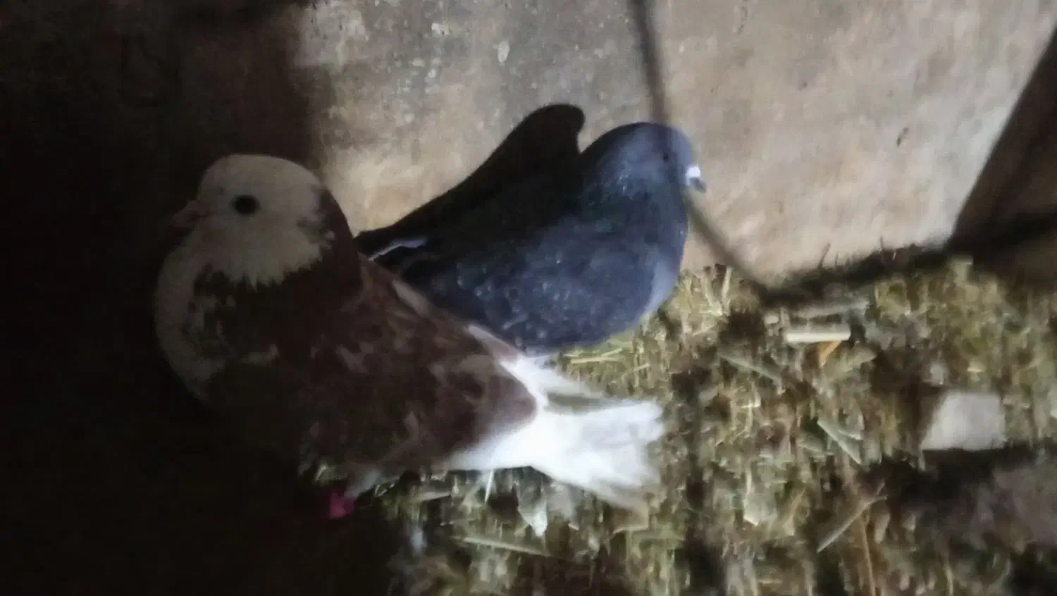 کفتر|پرنده|سیلوانه, |دیوار