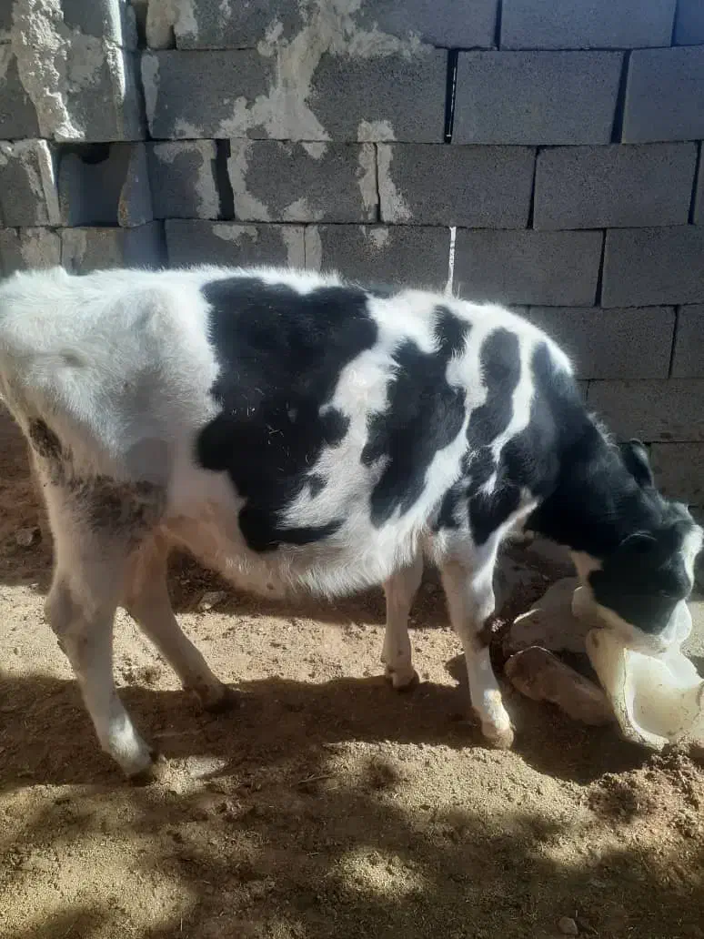 گاو و گوساله|حیوانات مزرعه|کامفیروز, |دیوار