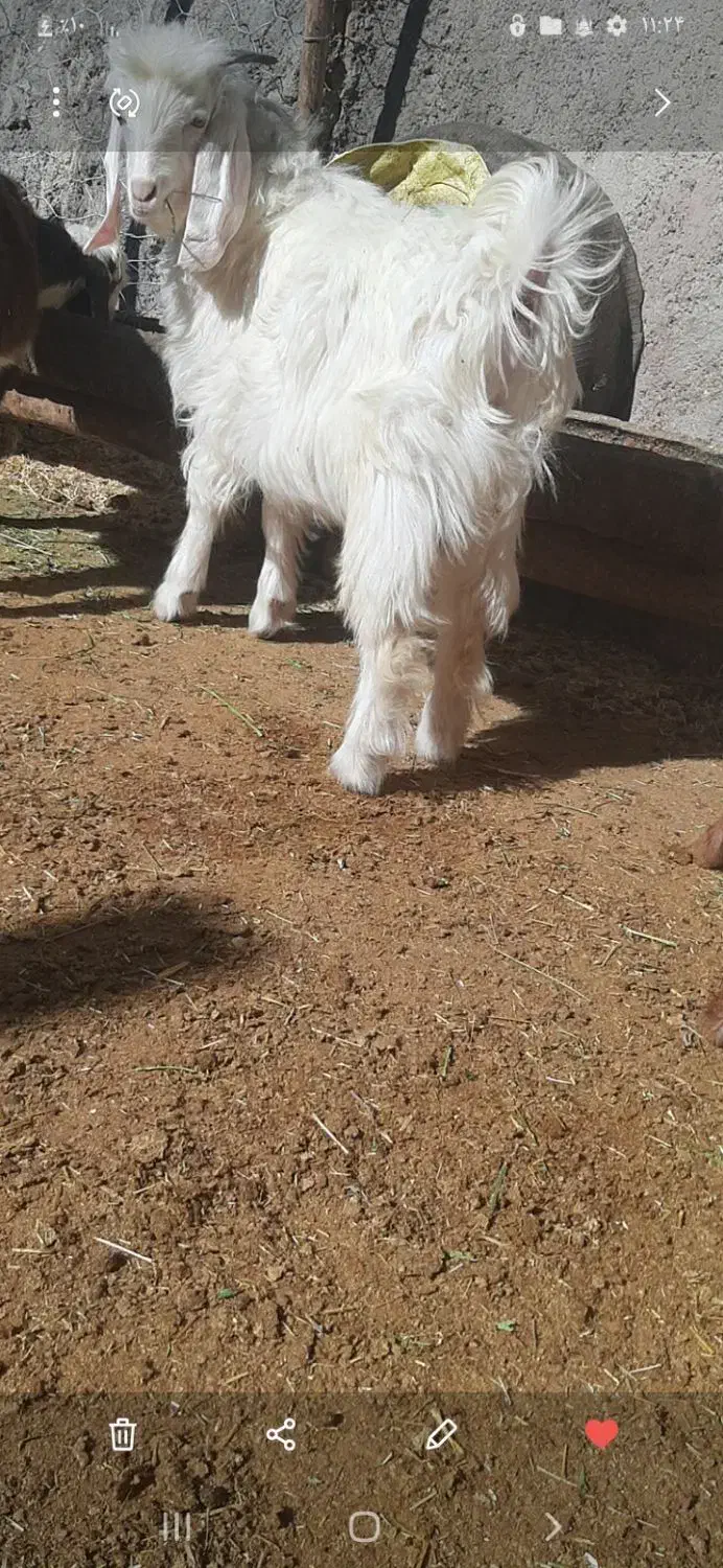 یک رس بز غاله|حیوانات مزرعه|هرسین, |دیوار