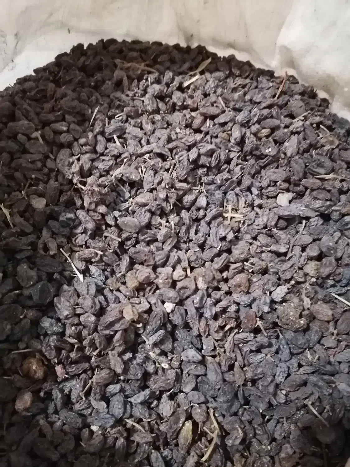 کشمش افتابی|خوردنی و آشامیدنی|یزد, |دیوار