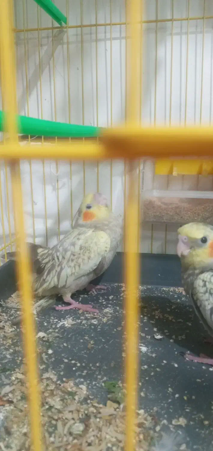 جوجه عروس هلندی|پرنده|تبریز, |دیوار