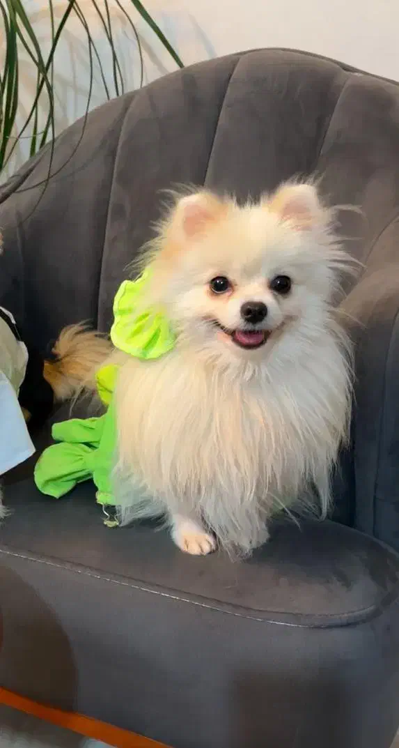 پامرانین عروسکی ماده یکساله|سگ|گرگان, |دیوار