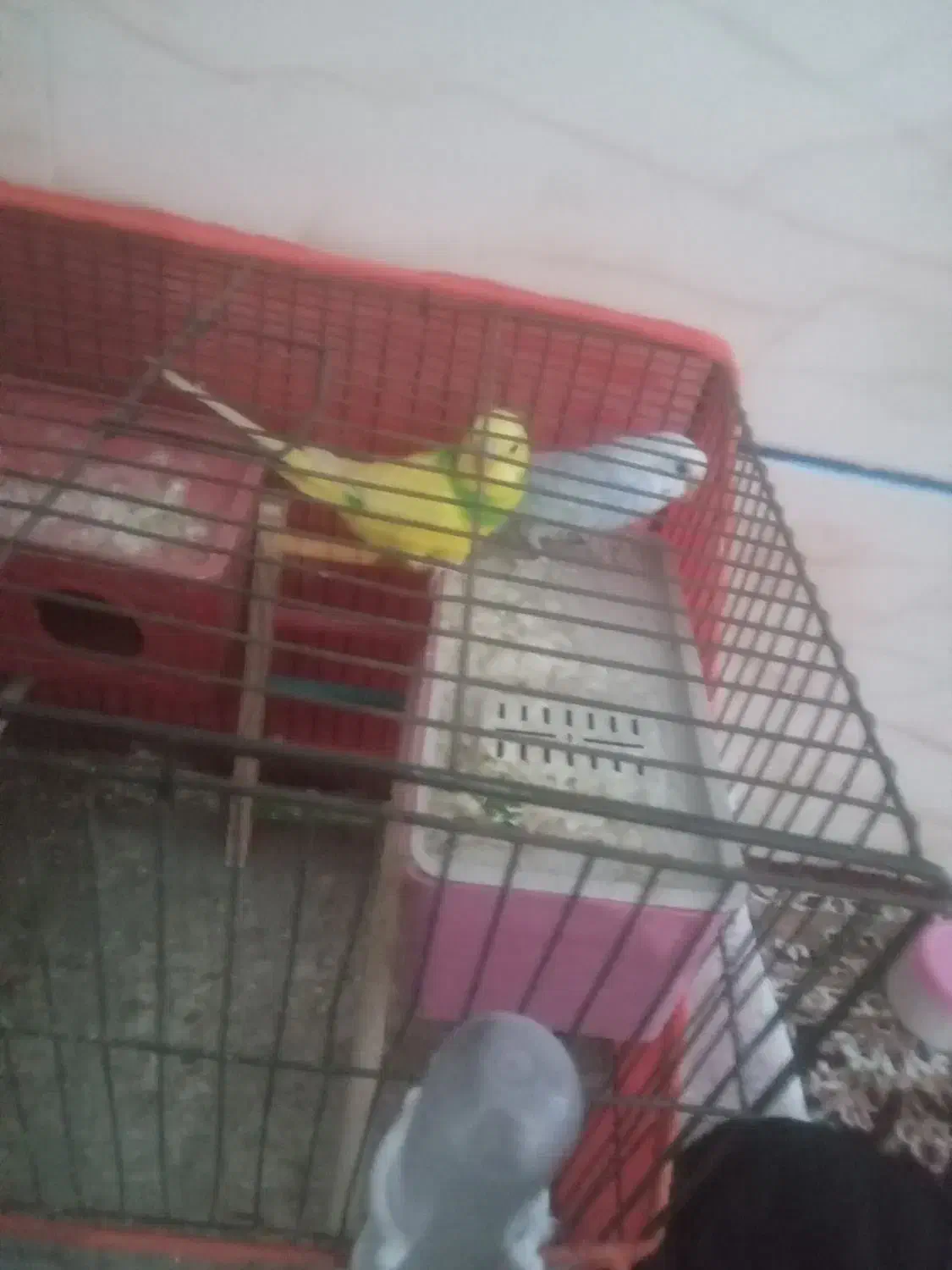 مرغ عشق|پرنده|بم, |دیوار