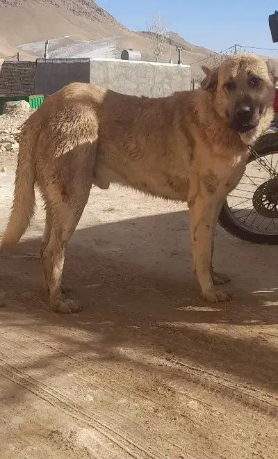 سگ پژدر از نسل قصاب|سگ|آبگرم, |دیوار