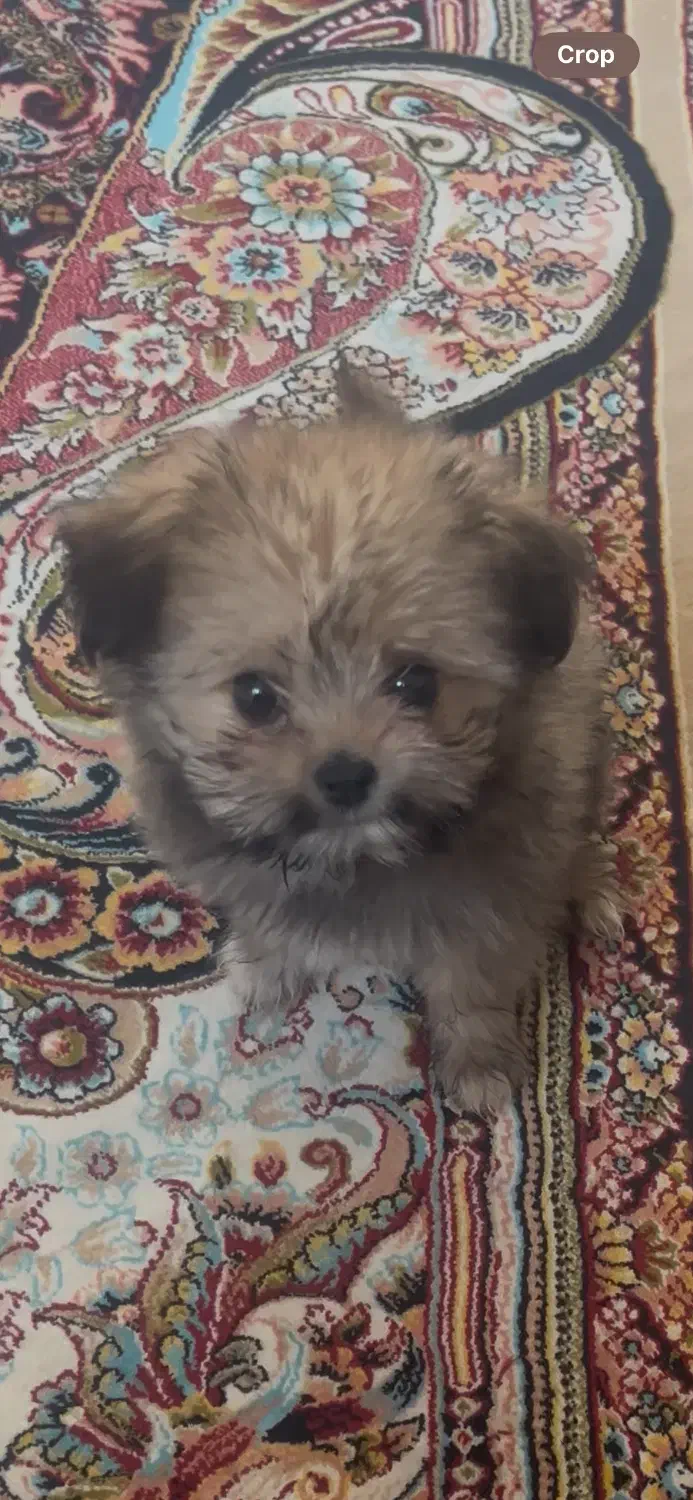 پودل پامر دوماهه|سگ|کوهدشت, |دیوار