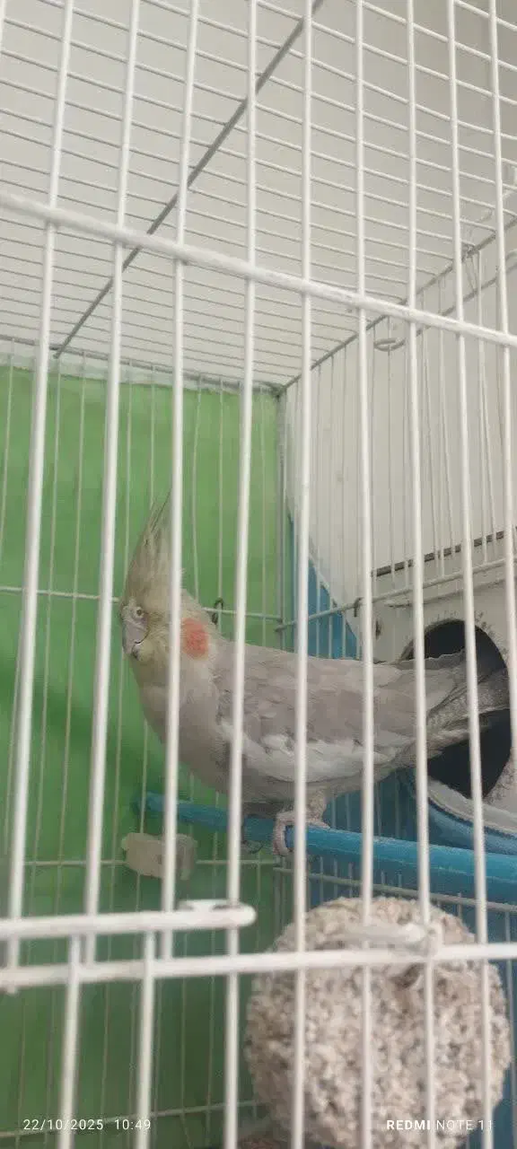 عروس هلندی|پرنده|مشهد, کوثر|دیوار