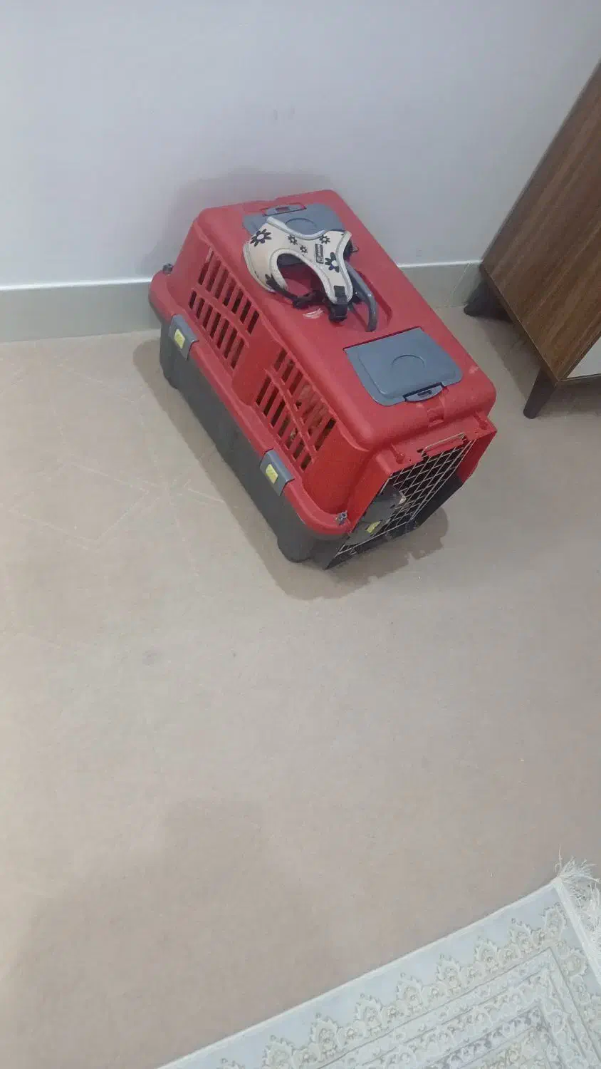 سگ پامر عروسکی|سگ|محلات, |دیوار