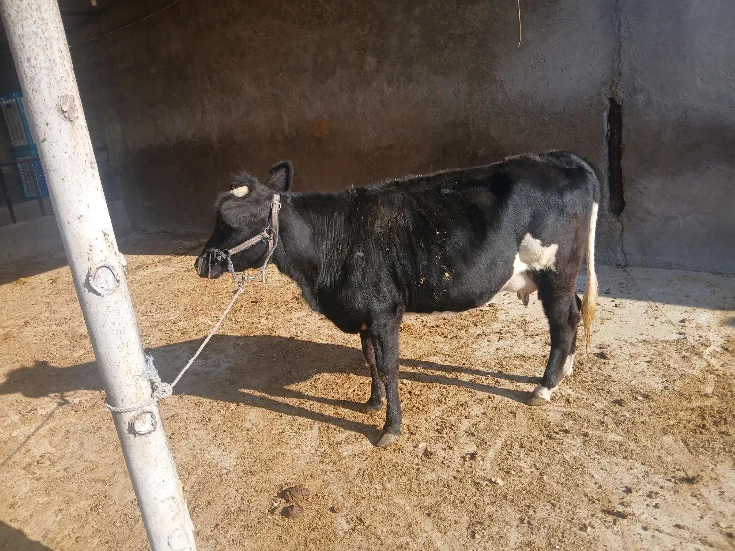 شنگول شکم اول|حیوانات مزرعه|مسجد سلیمان, |دیوار