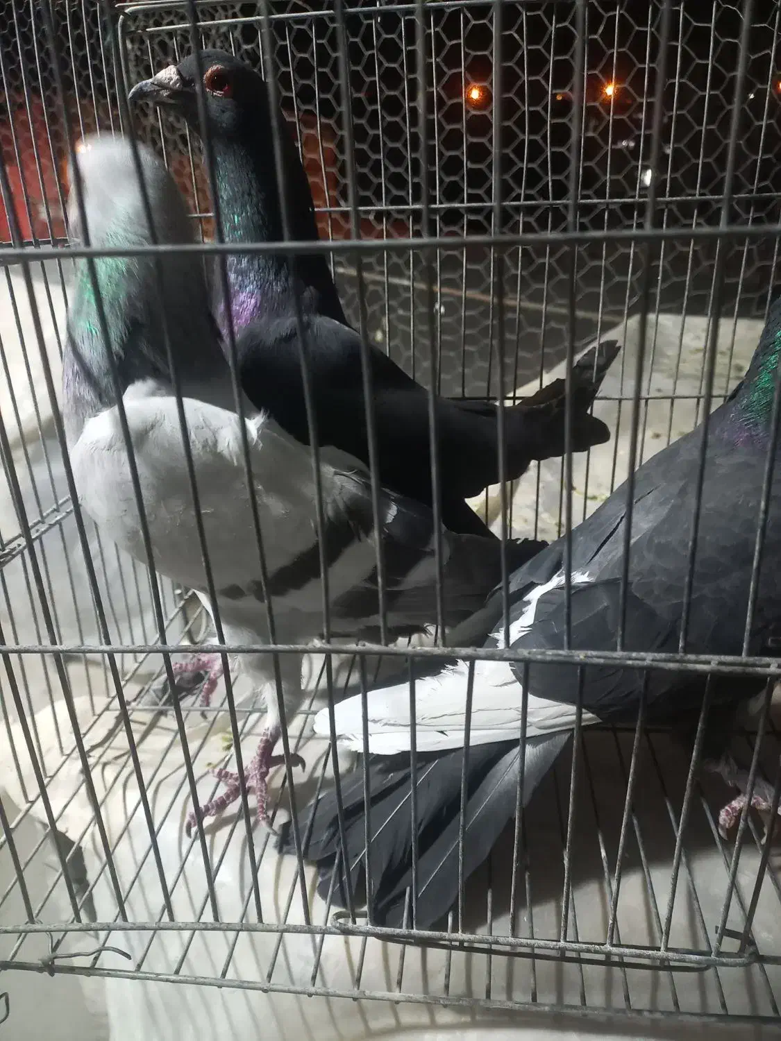 کفتر|پرنده|کرمان, |دیوار