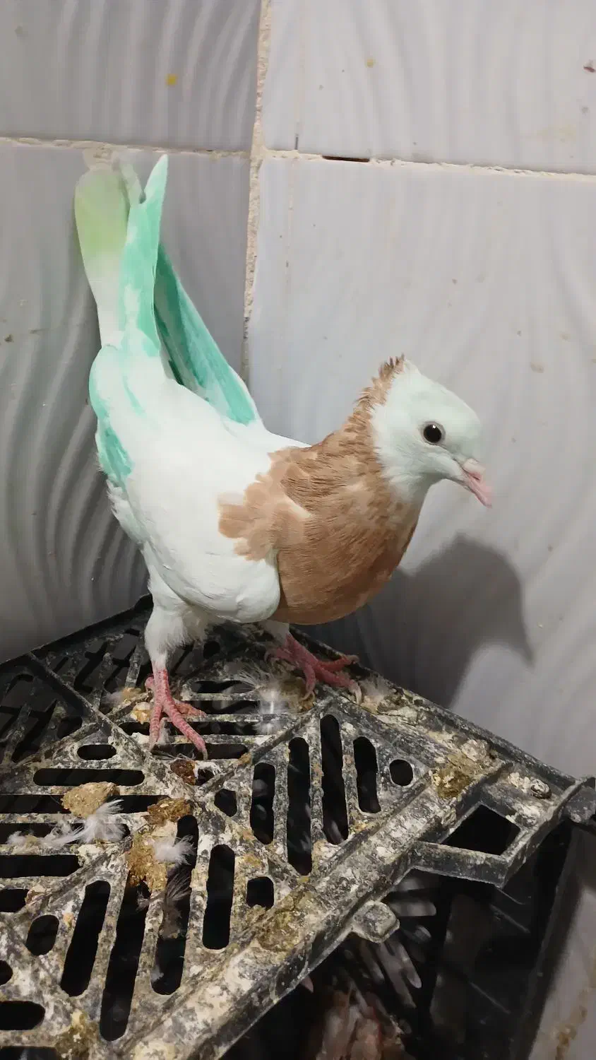 طوقی|پرنده|یاسوج, |دیوار