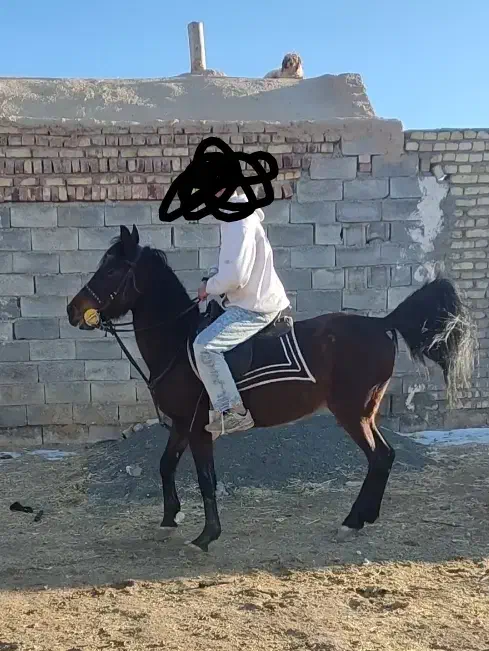 اسب|اسب و تجهیزات اسب‌سواری|اراک, |دیوار