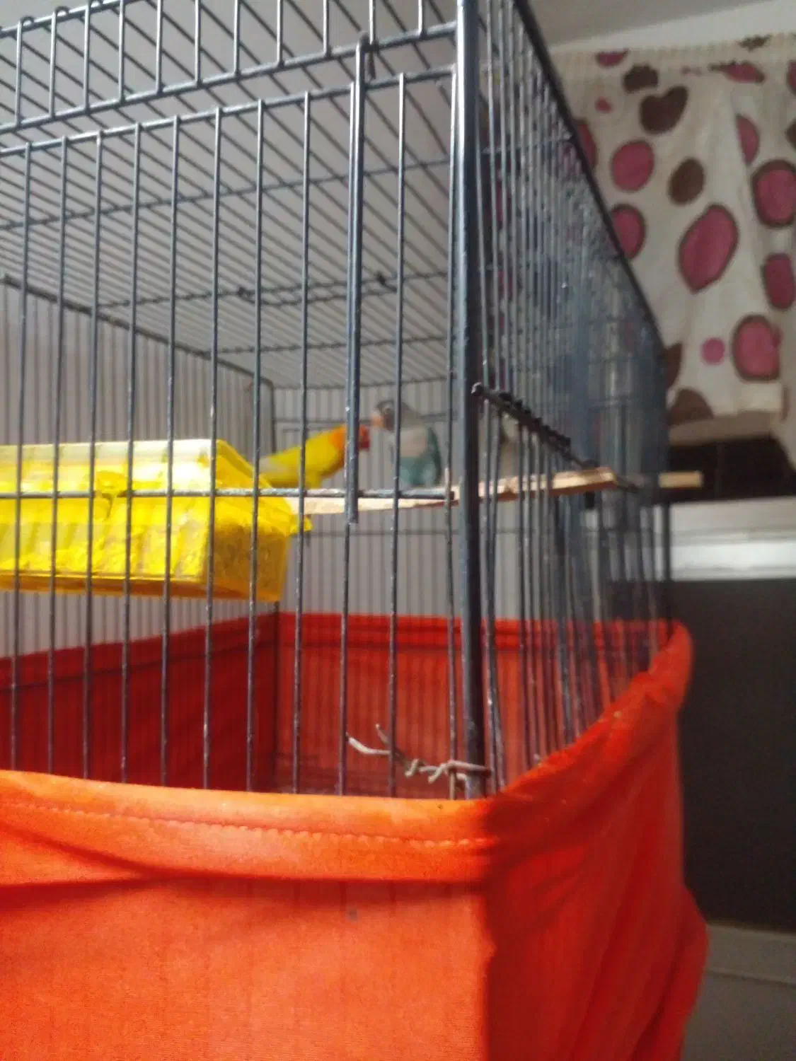 طوطی برزیلی زردفیشر رنگی وآبی کله سیاه|پرنده|گتاب, |دیوار