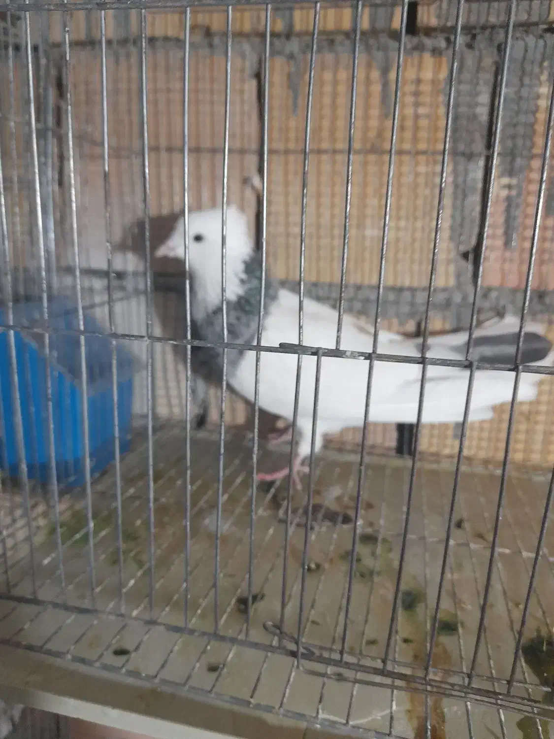 کفتر پرشی|پرنده|گلپایگان, |دیوار