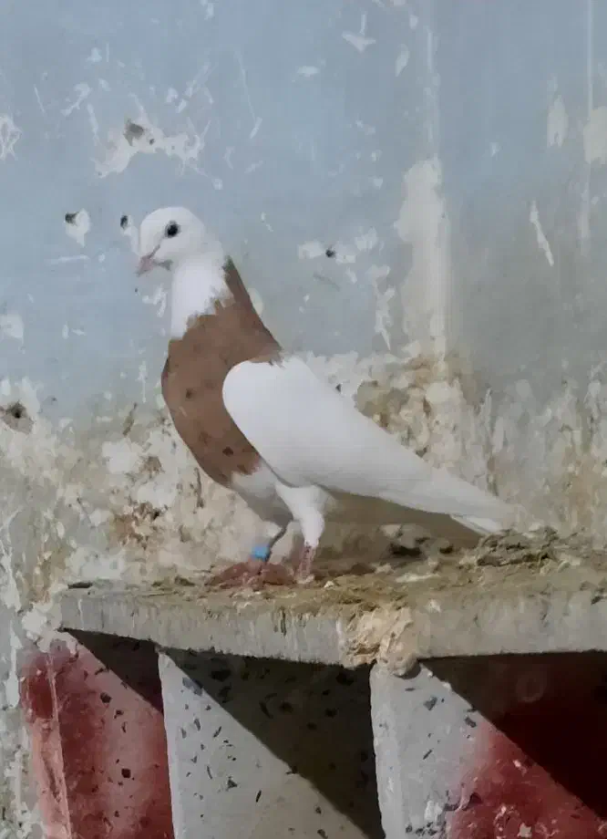 طوقی نر|حیوانات|همدان, |دیوار