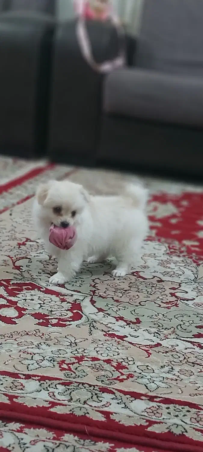 سگ پامرین|سگ|خرمدره, |دیوار