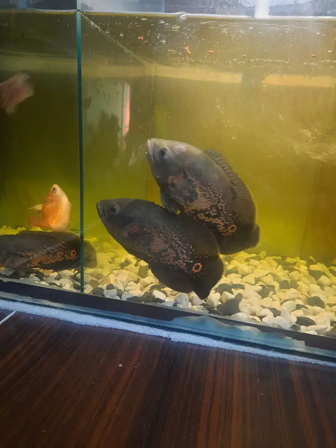 ماهی اسکار|ماهی|صباشهر, |دیوار