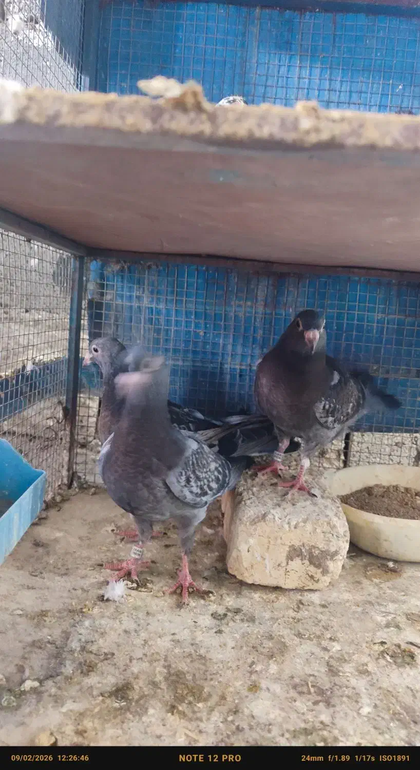 جوجه پلاکی زرهی|پرنده|خمینی‌شهر, |دیوار