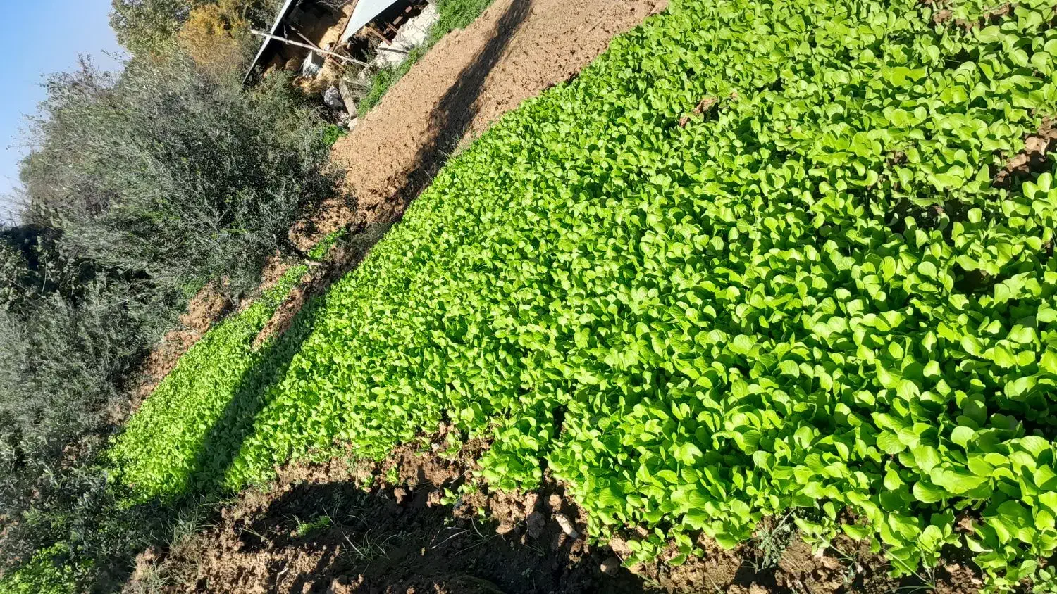 کاهو پیچ زودرس|عمدهفروشی|خان ببین, |دیوار