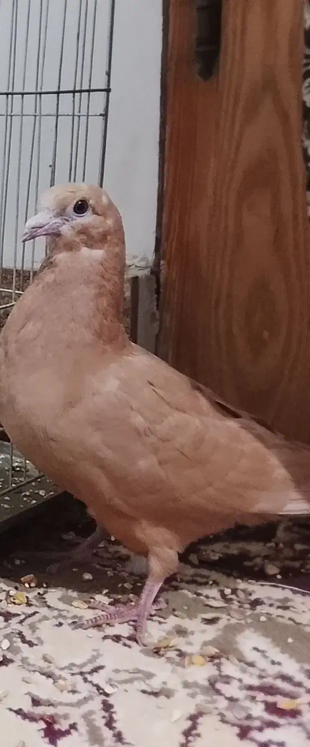 رنگی زرد موشی|پرنده|مینودشت, |دیوار