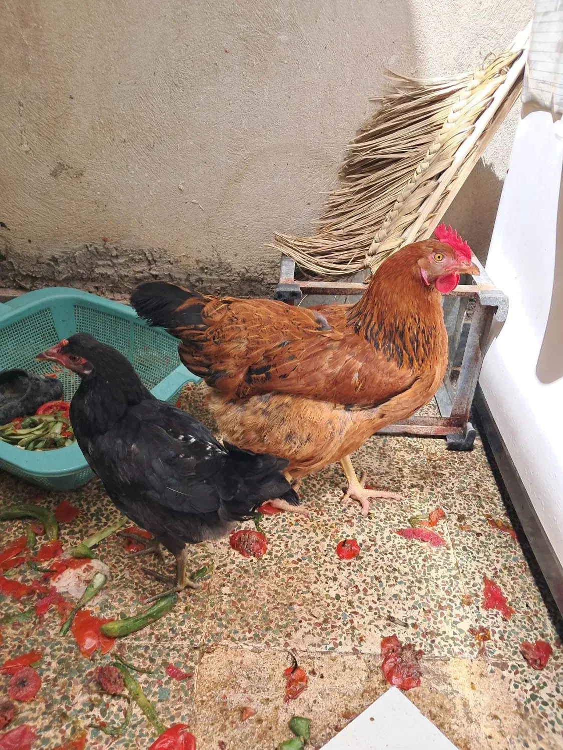 مرغ|حیوانات مزرعه|اهواز, زیتون کارمندی|دیوار