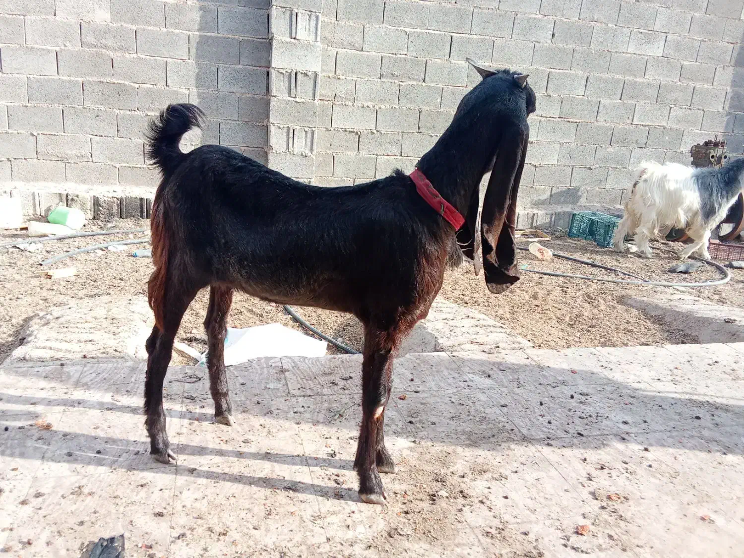 کهره ماده کاموری اصل|حیوانات مزرعه|رحمتآباد, |دیوار