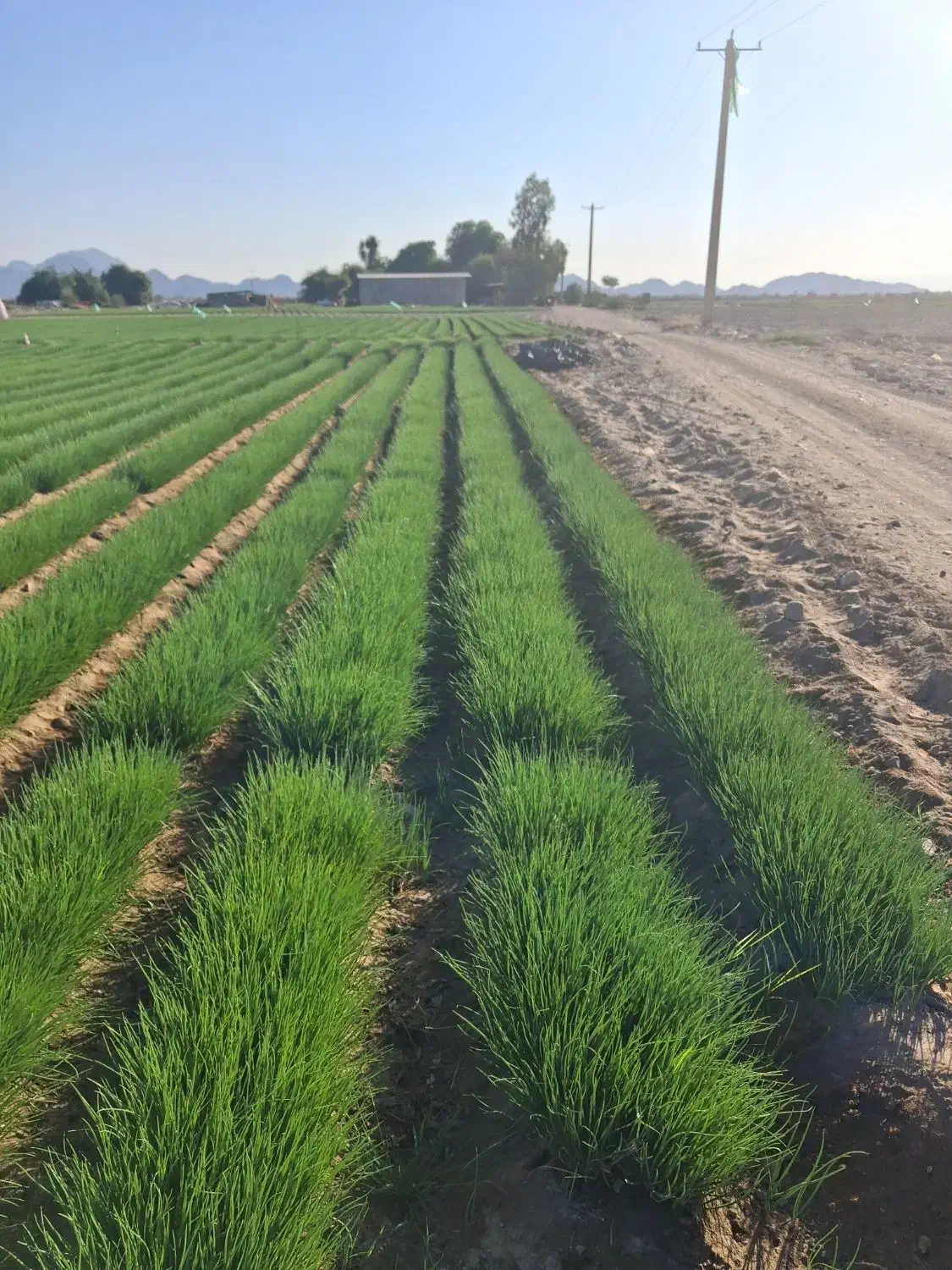 پیاز|خدمات باغبانی و درختکاری|عنبرآباد, |دیوار