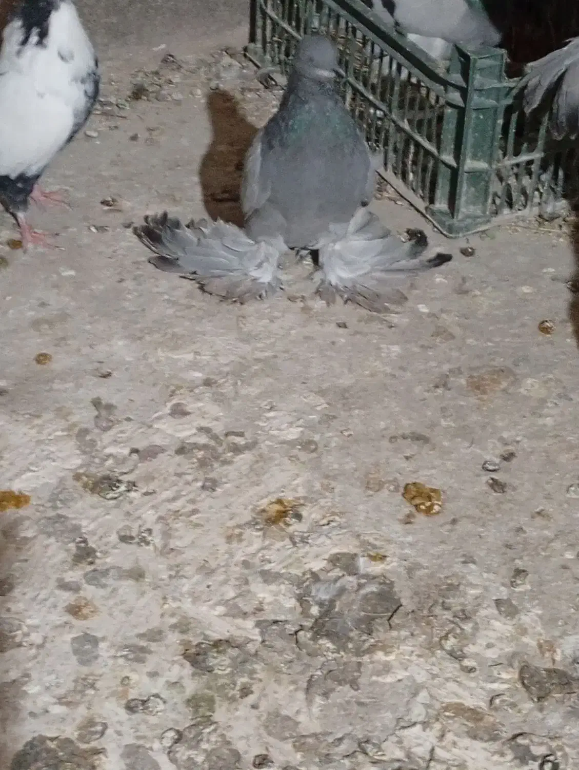 آبی پا پر سه پر مونده ماده|پرنده|ملکان, |دیوار