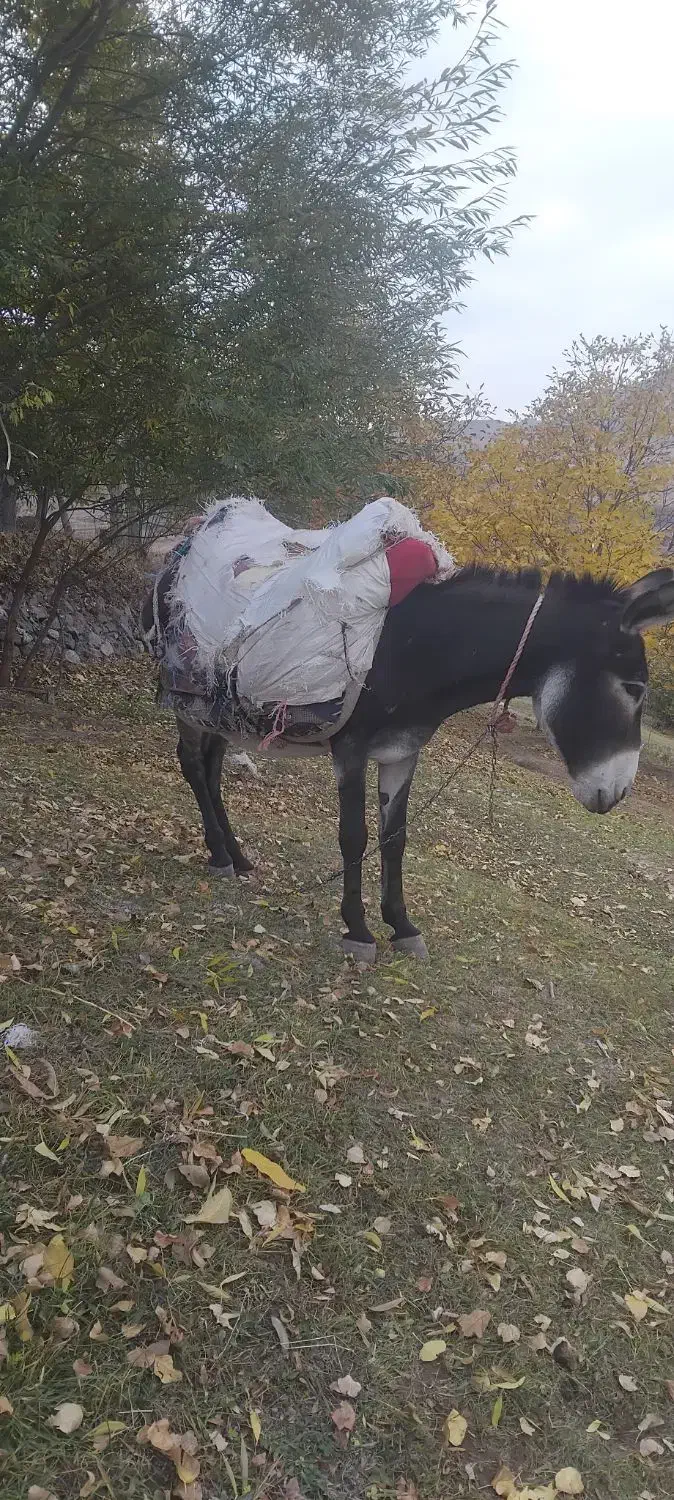 فروشی|حیوانات مزرعه|اسکو, |دیوار