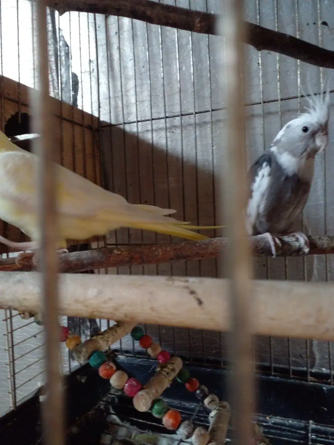 فروش|پرنده|پره‌سر, |دیوار