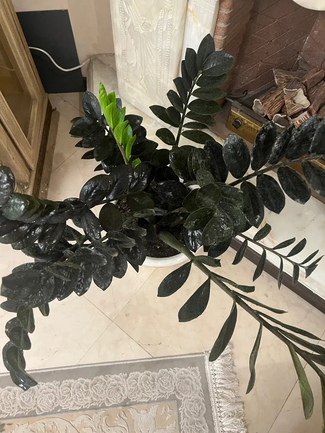 گیاه شاداب و مناسب|گل و گیاه طبیعی|تهران, امانیه|دیوار